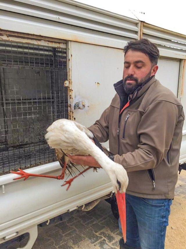 Karacabey Belediyesi hayvanlara sahip çıkıyor