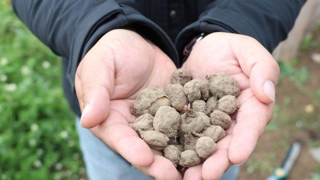  Yükte hafif pahada ağır! Salebin kilosu bu sene 1000 TL