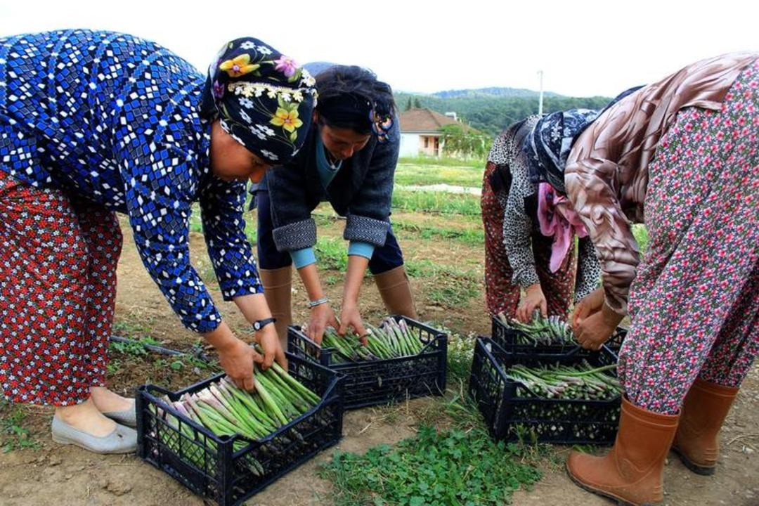 Kuşkonmaz i&ccedil;in kariyerini bıraktı, şimdi taleplere yetişemiyor