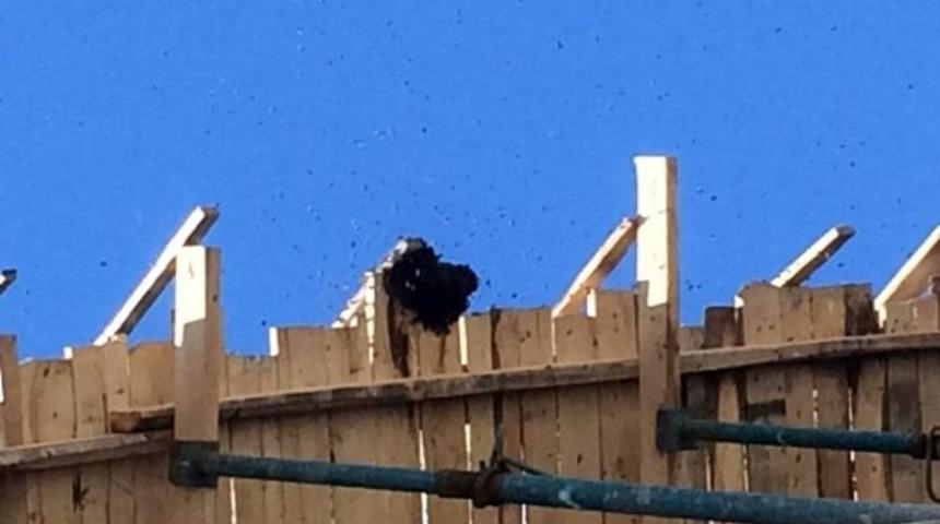 Arılar inşaata oğul verdi