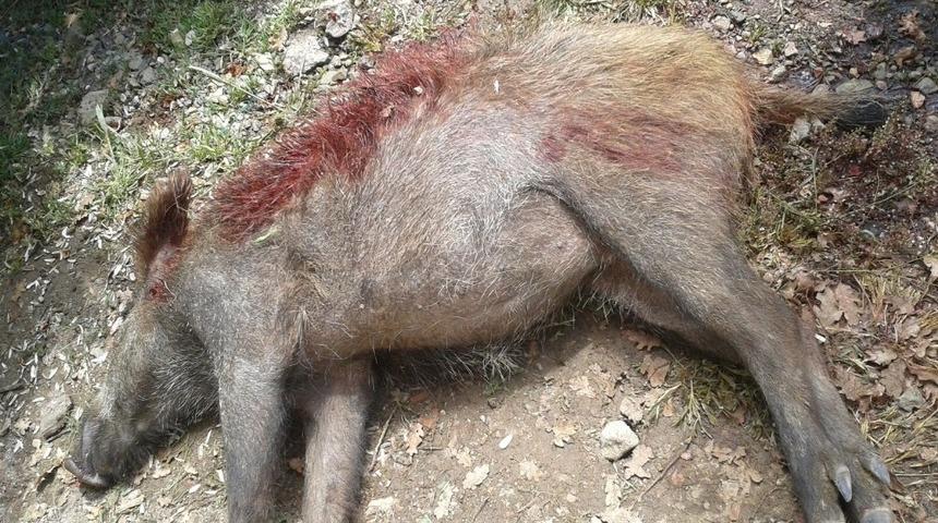 Domuz sürüsü bahçelere, ayı arı kovanlarına zarar verdi