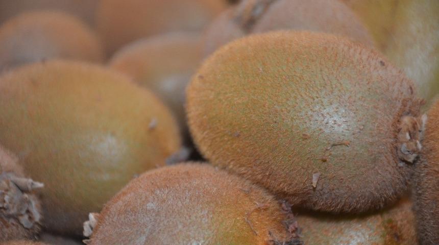 Sahurda kivi tüketin