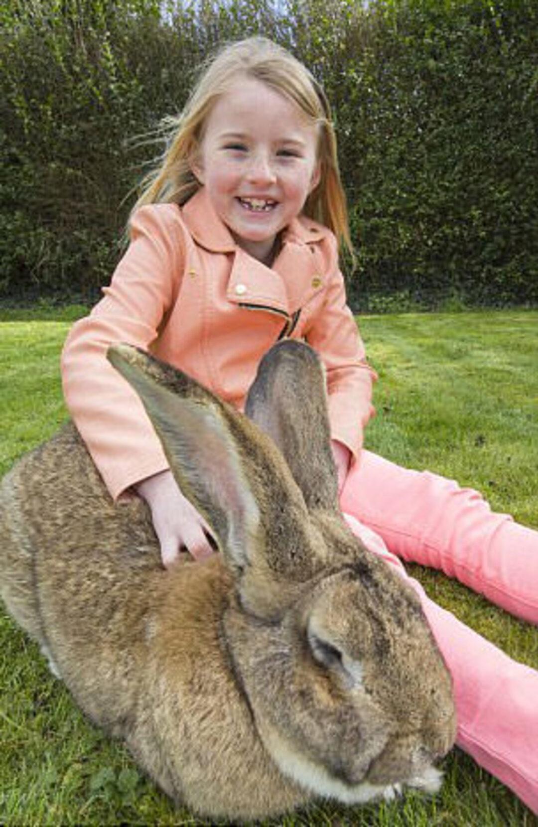 Большие и маленькие кролики. Гигантский кролик породы Фландр. Кролик континентальный гигант. Дариус - самый большой кролик в мире. Калифорнийский великан кролик.