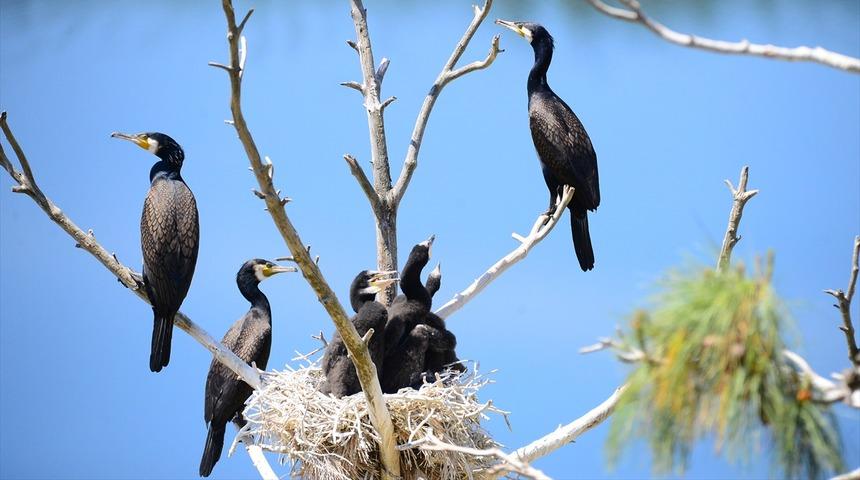 'Saklı cennet'te kuş sayısında rekor artış 