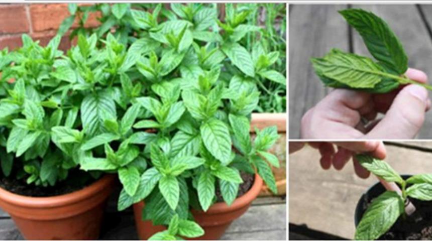 En Kolayından  Evde Nane Yetiştirme Teknikleri ve 12 Faydası