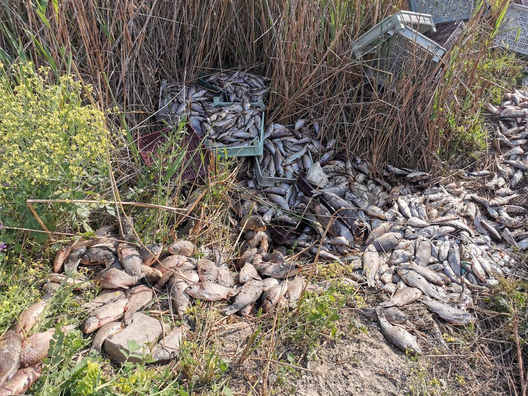 Bursa'da 1 ton balığı, piknik alanına bırakıp ka&ccedil;tılar