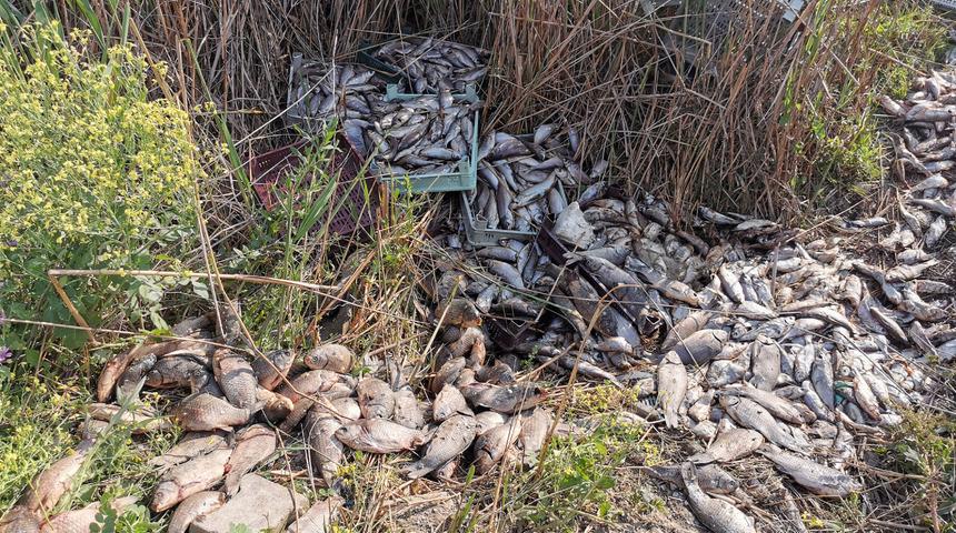 Bir ton balığı, piknik alanına bırakıp ka&ccedil;tılar