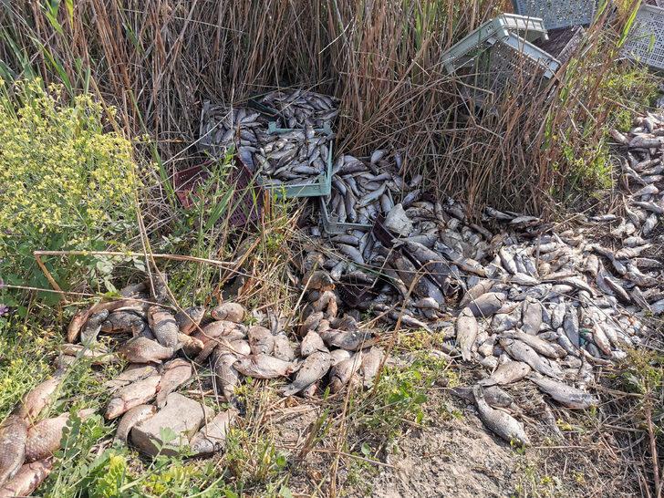 Bursa'da 1 ton balığı, piknik alanına bırakıp kaçtılar G3