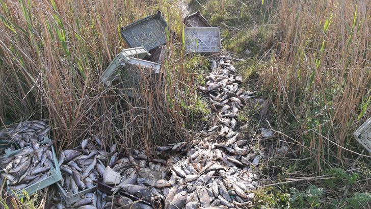 Bursa'da 1 ton balığı, piknik alanına bırakıp kaçtılar G1