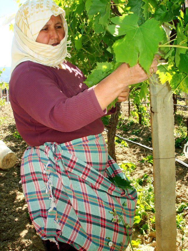 Asma yaprağı ile aile ekonomisine katkı sağlıyorlar