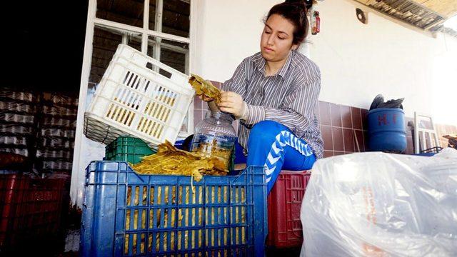 Asma yaprağı ile aile ekonomisine katkı sağlıyorlar