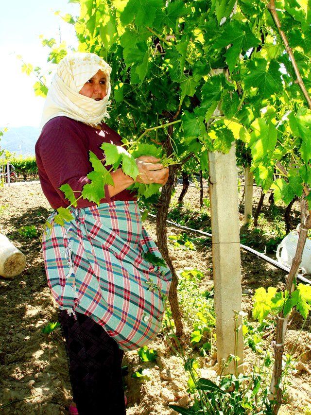 Asma yaprağı ile aile ekonomisine katkı sağlıyorlar