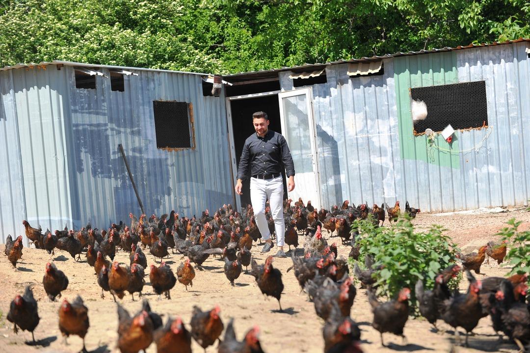 Tavuklara Mozart dinleterek yumurta verimini artırdı  