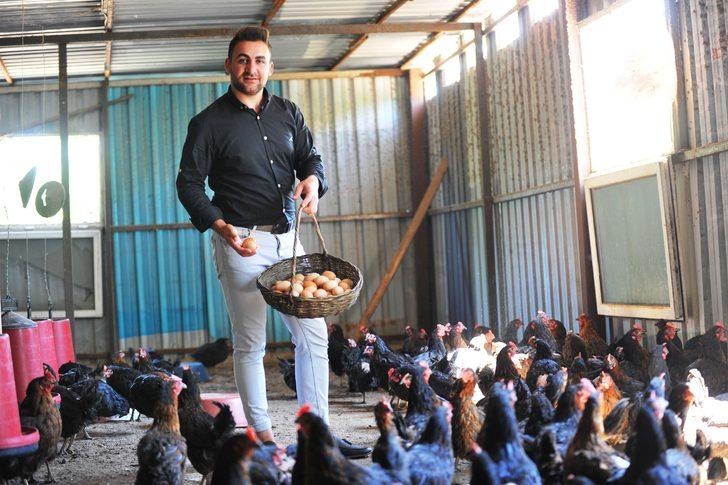 Tavuklara Mozart dinleterek yumurta verimini artırdı   G3