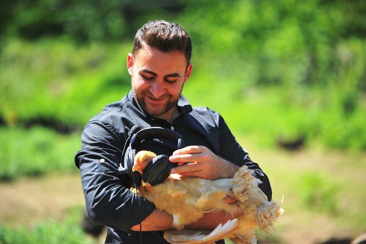 Tavuklara Mozart dinleterek yumurta verimini artırdı   G1