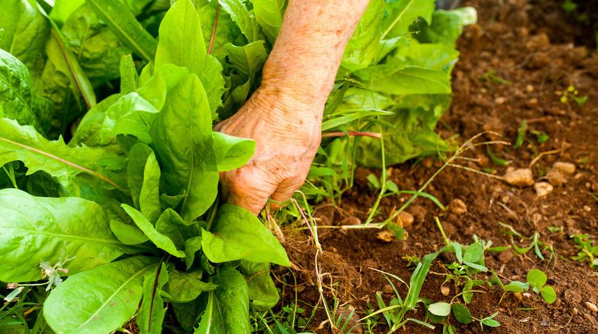 Gastroenteroloji Uzmanı Prof. Dr. Güliter: "Sıcak havalarda gıdaların temizliğine dikkat edin"
