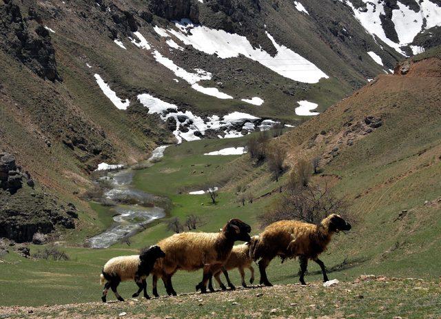 Uzun ve zorlu kışın ardından koyunlar merada