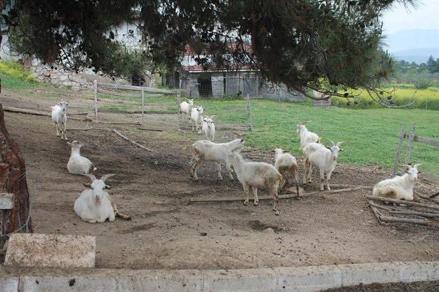 Nişantaşı’nı bırakıp Bilecik’te keçileri ile mutlu bir yaşam sürmeye başladı