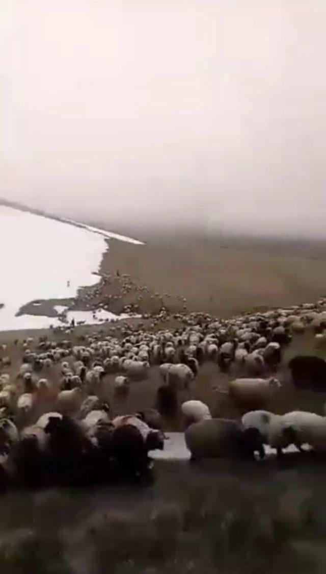 Çobanın yayla yolu tepkisi