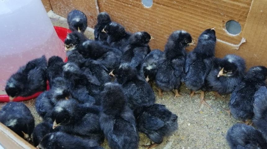 D&uuml;zce Ziraat Odası civciv dağıttı