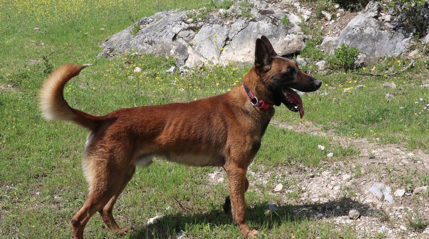 Eylül'ü bulan kadavra köpeği 'Abrek', Ecrin'i de arıyor