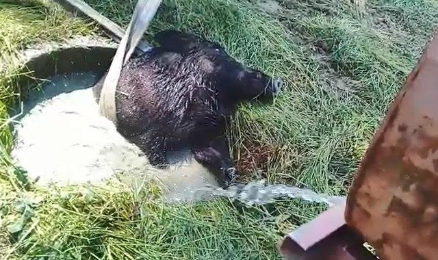 Su dolu kuyuya düşen yaban domuzunu itfaiye kurtardı