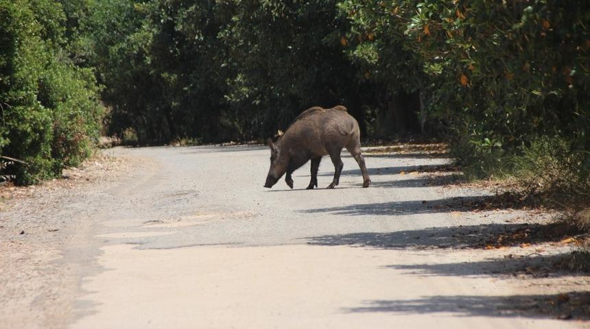 Sıcak havadan bunalan domuzun &ccedil;amur banyosu keyfi