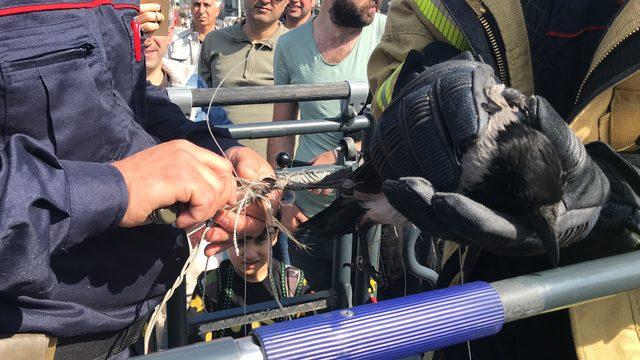 Taksim Meydanı'nda karga kurtarma operasyonu