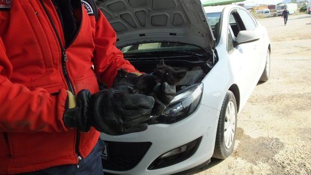 Burhaniye’de otomobilin motoruna giren yavru kediyi itfaiye çıkardı