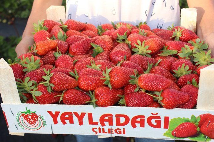 Yayladağı'ndan Rusya'ya çilek ihracatı - Son Dakika Haberler