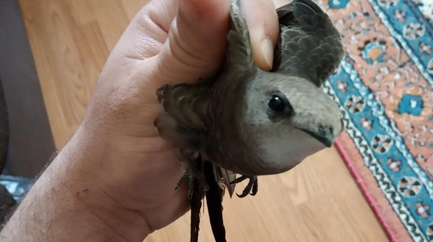 Banyo camından giren ebabil kuşu yeniden doğaya salındı