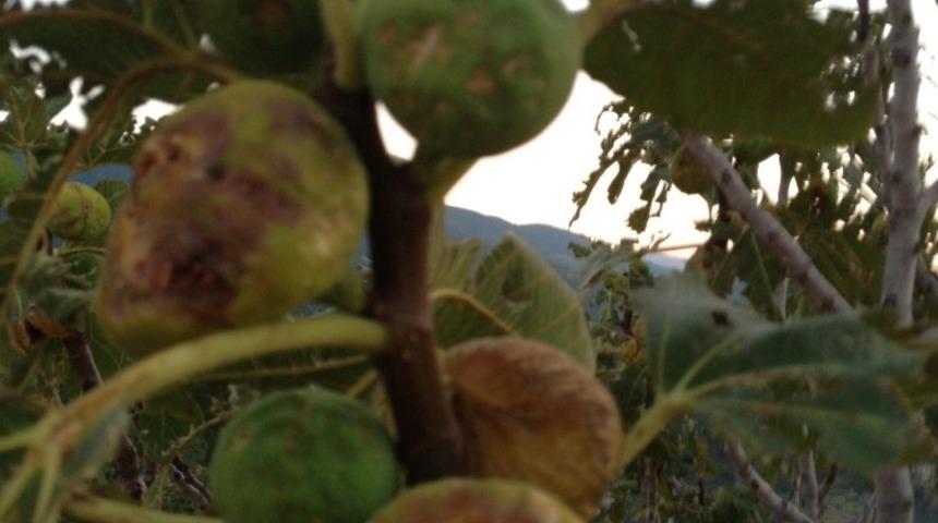 Sert Sigorta&rsquo;dan &ccedil;ift&ccedil;ilere &lsquo;Tarsim&rsquo; uyarısı