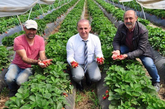 Başkan Kaya tarlaya indi, çilek topladı