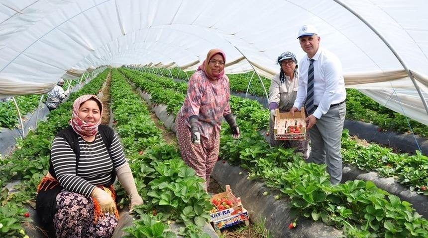 Başkan Kaya tarlaya indi, &ccedil;ilek topladı