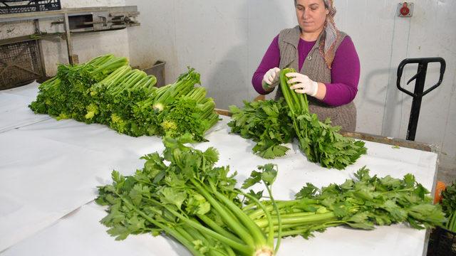 Zayıflattığı söylenen kereviz sapına yoğun talep