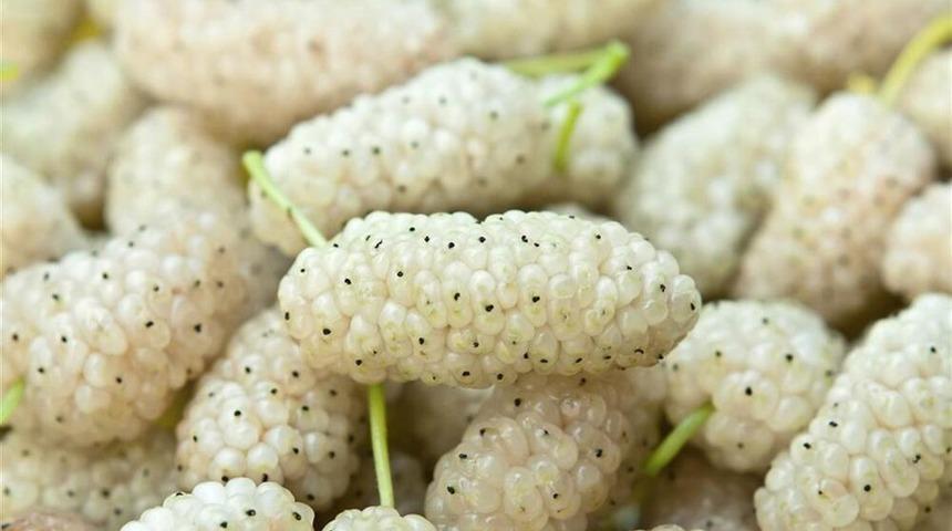 Bir avuç dutun 9 faydası