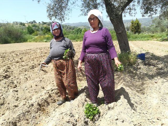 Artan sebze ve meyve fiyatları tüketiciyi dikime yöneltti