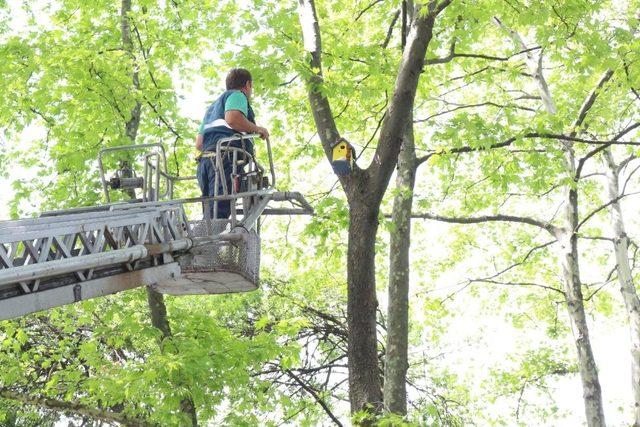 Ağaçlara ahşap kuş yuvaları yerleştirdiler