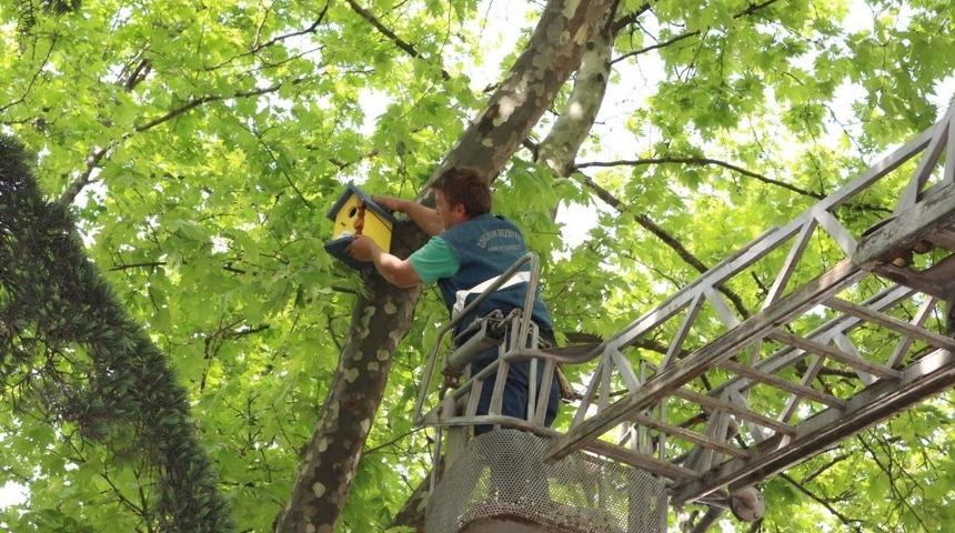 Ağaçlara ahşap kuş yuvaları yerleştirdiler