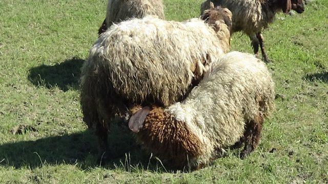 Çobanların zorlu Ramazan mesaisi