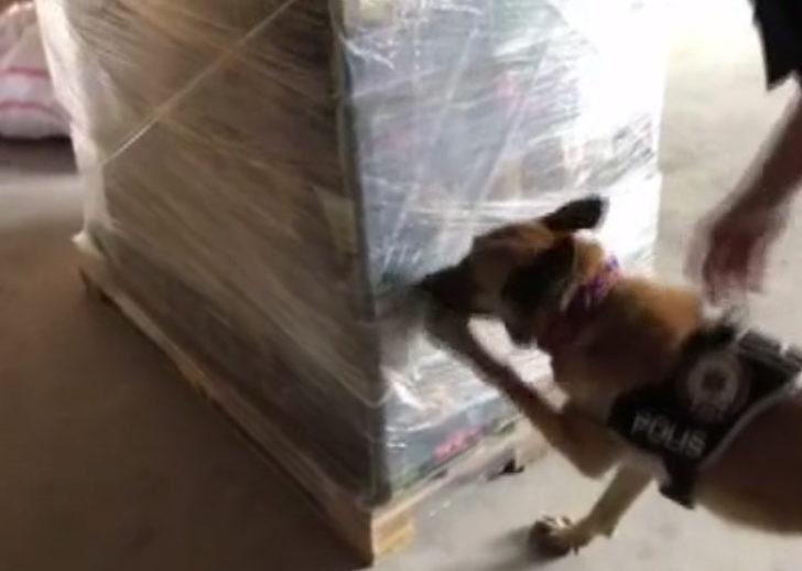 Kargodan çıkanı görenler gözlerine inanamadı! Nazar boncuğu bile var G1