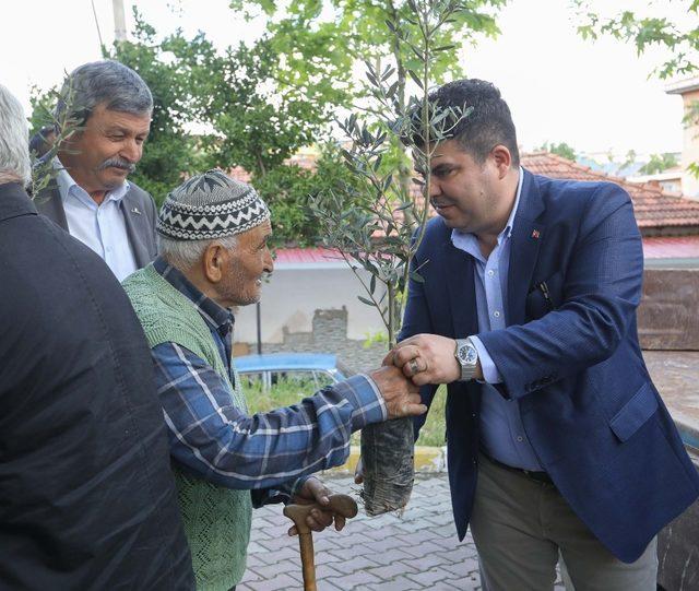 Buca’nın mahallerinde zeytin seferberliği