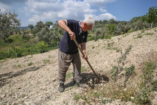 Buca’nın mahallerinde zeytin seferberliği