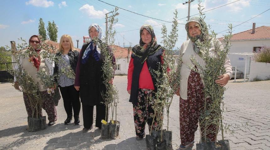 Buca&rsquo;nın mahallerinde zeytin seferberliği