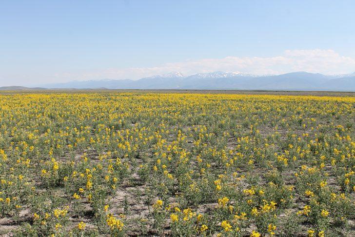 Bu çiçeği koparmanın cezası 60 bin lira G1
