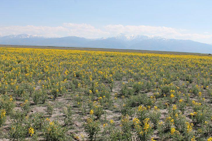 Bu çiçeği koparmanın cezası 60 bin lira G2