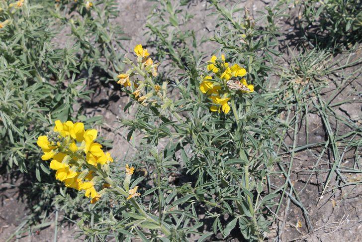 Bu çiçeği koparmanın cezası 60 bin lira G3