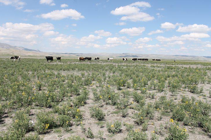 Bu çiçeği koparmanın cezası 60 bin lira G4