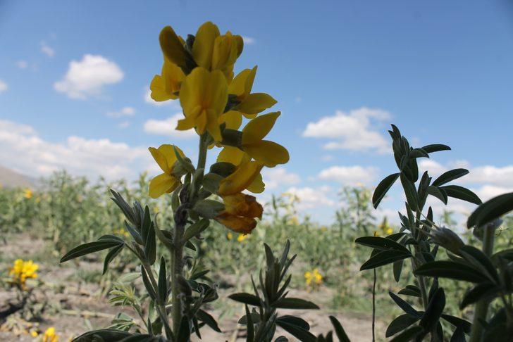 Bu çiçeği koparmanın cezası 60 bin lira G5