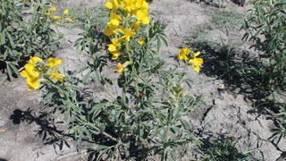 Bu çiçeği koparmanın cezası 60 bin lira